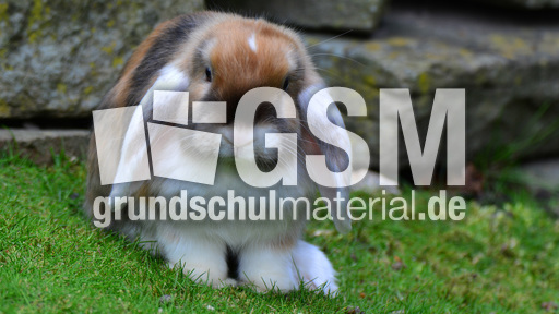 Widderkaninchen (04).jpg